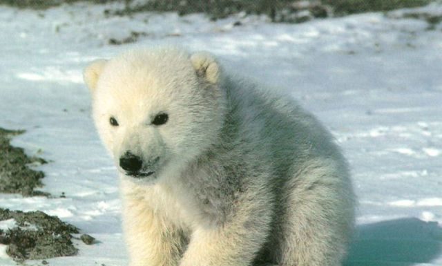 VIDEO ADORABIL: Un pui de urs polar face cunostinta pentru prima data in viata lui cu zapada