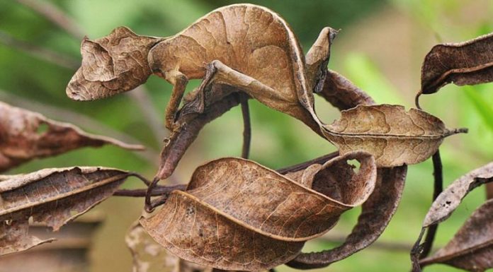 FOTO: ANIMALELE – MAESTRII CAMUFLAJULUI