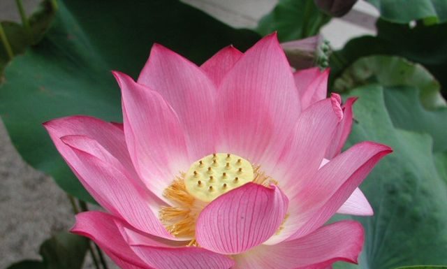 Lotusul – Floarea Spiritualitatii