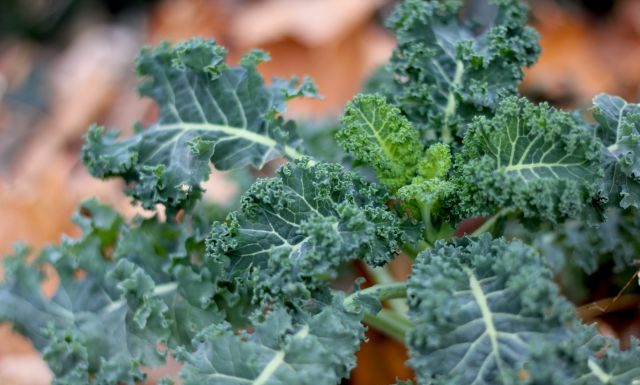 Varza Kale si beneficiile acestei legume minune asupra sanatatii tale