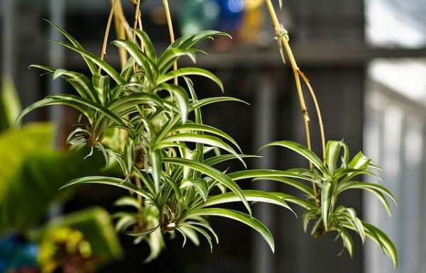 ZECE plante care iti purifica aerul in casa