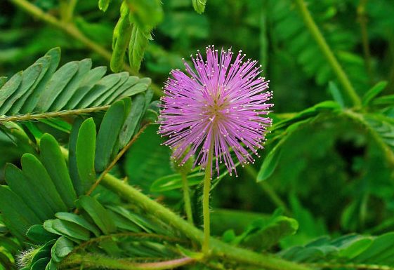 Planta misterioasa care poseda capacitatea de a memora si de a invata