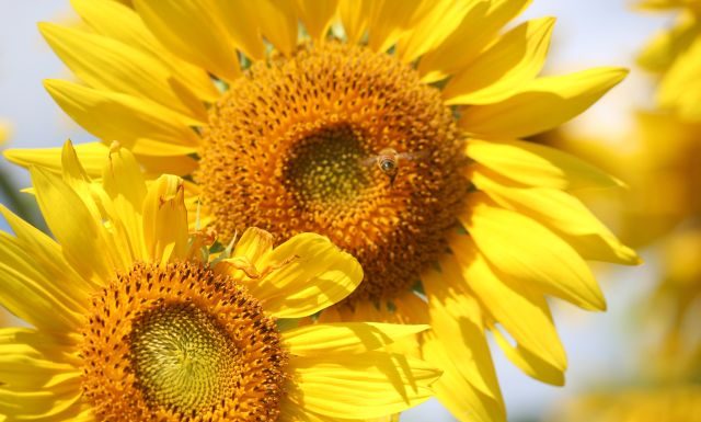 Exercitiul antic Tao – sanatatea ficatului si echilibrul chakrei Plexului Solar