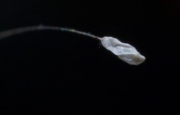 Legendara floare Budista care infloreste o singura data la 3000 de ani a inflorit