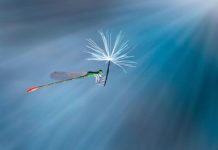 Cateva imagini macro ne dezaluie uimitoarea lume a insectelor