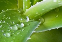 Miraculosul remediu rusesc pe baza de Aloe Vera