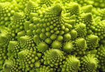 Cele 21 de imagini cu fractali – Natura este uimitoare!