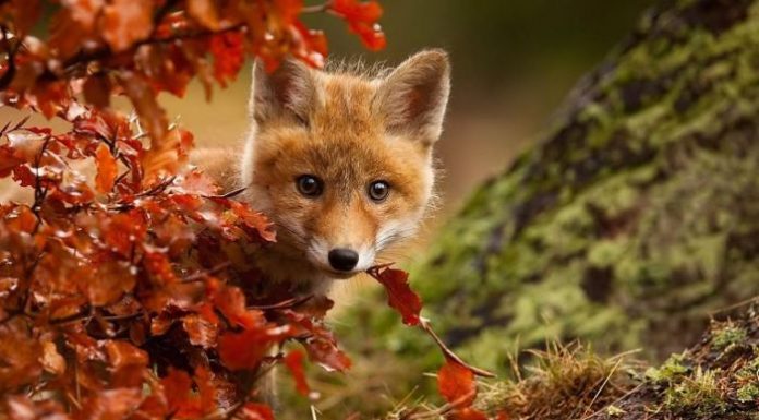 Aceste 15 animale au fost surprinse bucurandu-se de magia toamnei!