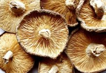 Ciuperci Vindecatoare – Shiitake
