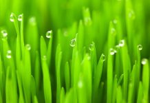 Cele 21 de beneficii miraculoase ale graului verde