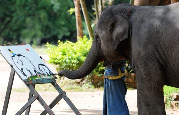 Elefantii au suflet! Ce se intampla atunci cand un elefant se priveste in oglinda!?