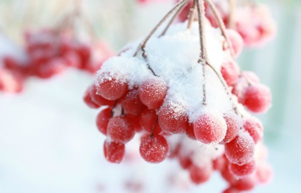 Uimitoarele beneficii ale consumului de sucuri naturale (Partea a III-a)