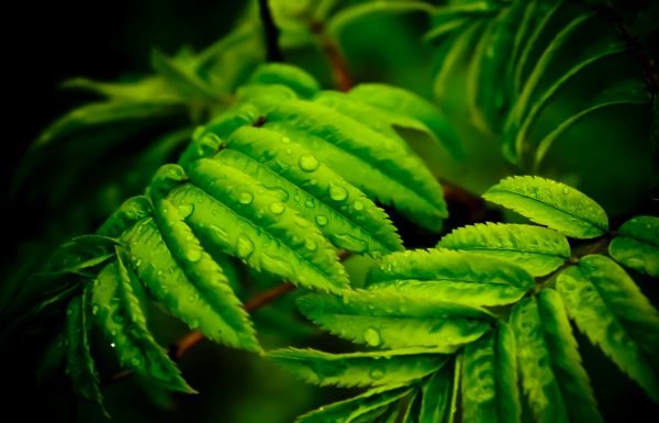 Acestea sunt cele 15 plante medicinale pe care ar trebui sa le cunosti!