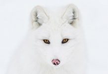 Cumatra Vulpe – Imagini superbe cu cele mai frumoase specii de vulpi din lume!