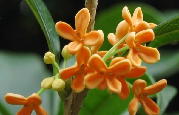 Uimitoarele beneficii ale florilor de Osmanthus