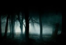 Triunghiul Bermudelor din Transilvania – Misterioasa Padure Hoia Baciu