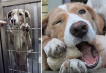 Imagini emotionante! Uriasa diferenta pe care o poate face adoptia in viata unui animal de companie!