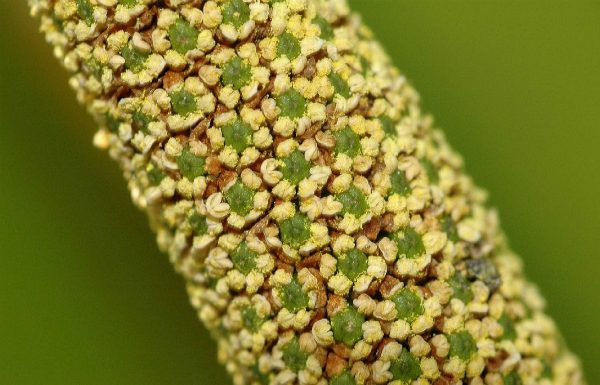 Miracolul dintre ape – Te poate ajuta sa scapi de fumat, de cancer, de astm si de bolile digestive!