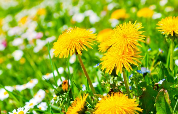 Vindeca-ti intregul organism – Cele 12 cure si remedii miraculoase